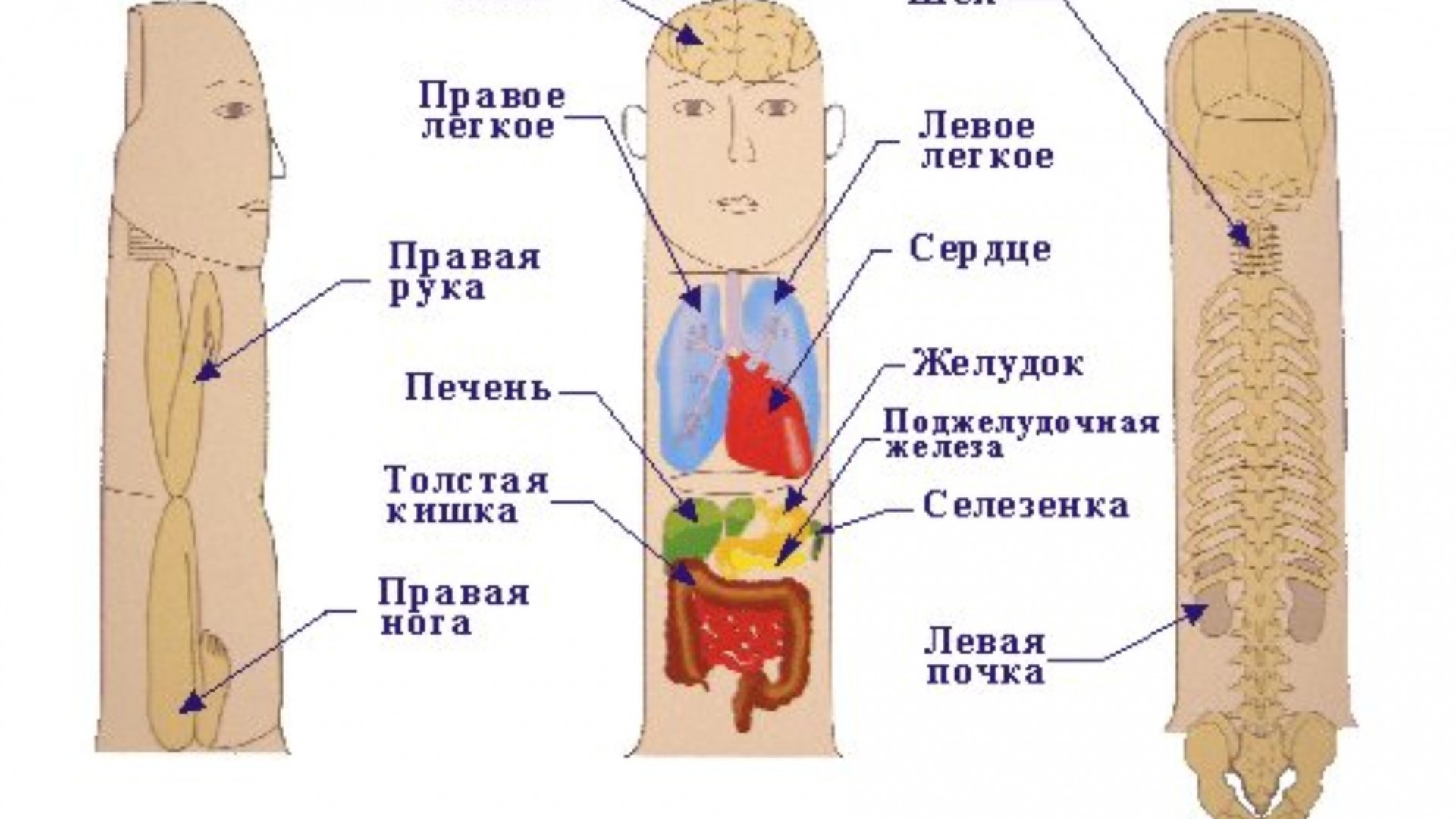 Система соответствия. Су Джок система насекомого. Система соответствия Су Джок. Стандартная система соответствия Су Джок. Система соответствия на руке Су Джок.